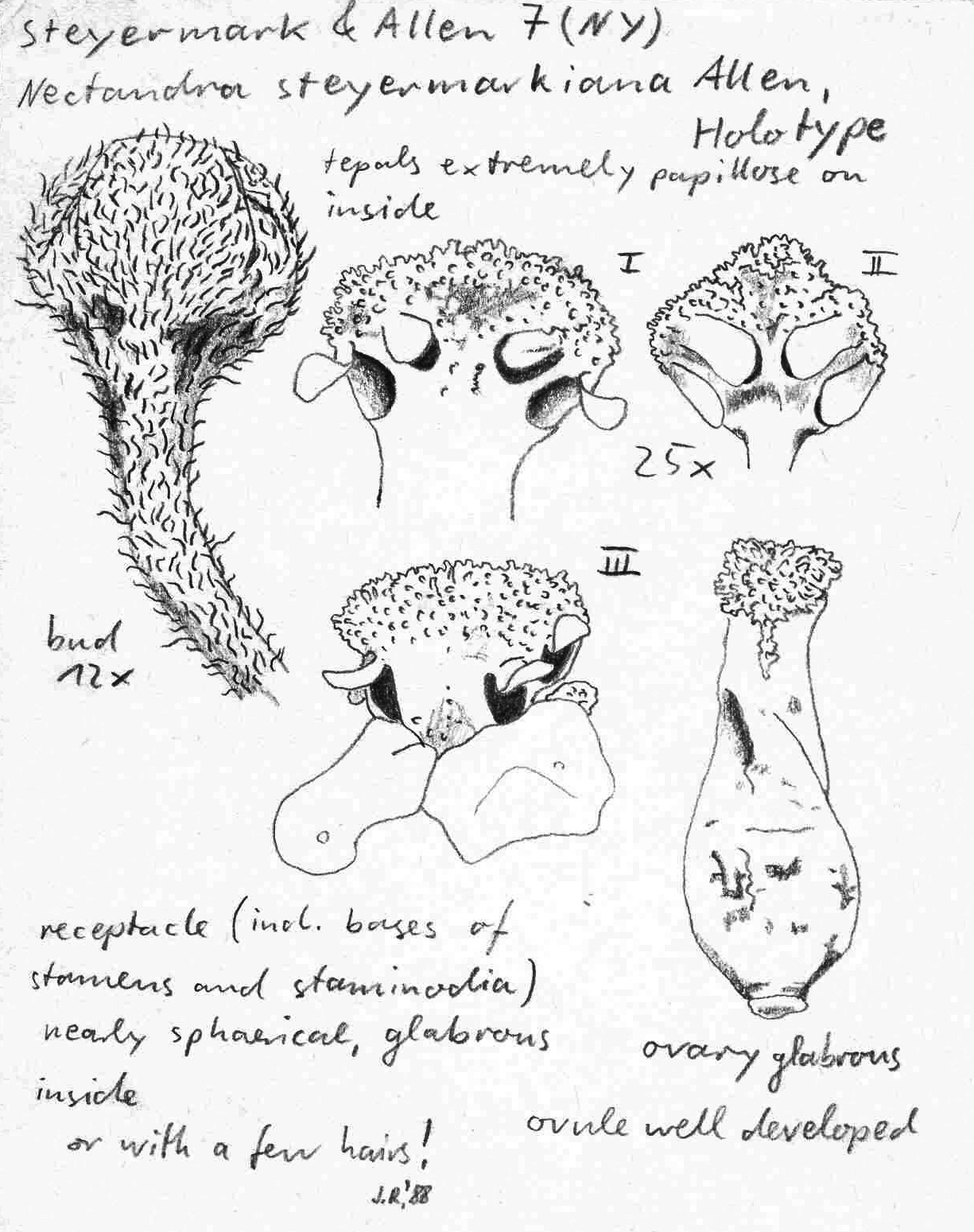 Vorschaubild Nectandra steyermarkiana C.K. Allen